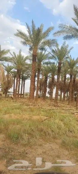 تكريب النخيل وترتيب الاشجار 7