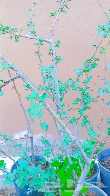 شتلات بشام و تين وافكادو بسعر مغري 1