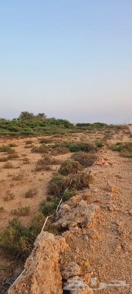 أرض زراعية في جزيرة فرسان قريبة من البحر 10