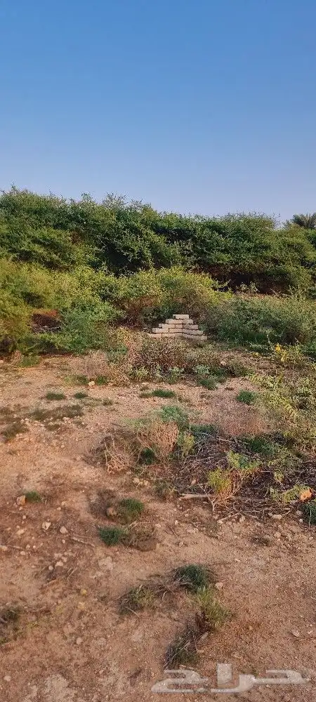 أرض زراعية في جزيرة فرسان قريبة من البحر 8