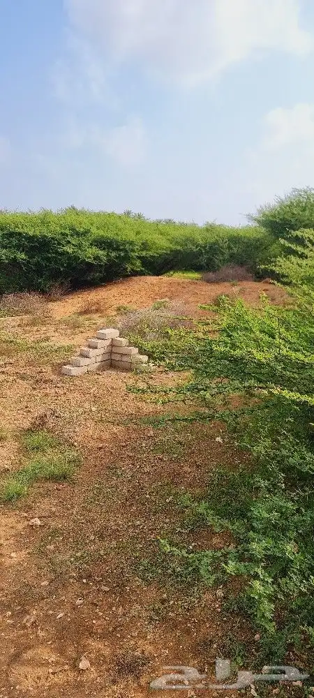 أرض زراعية في جزيرة فرسان قريبة من البحر 11