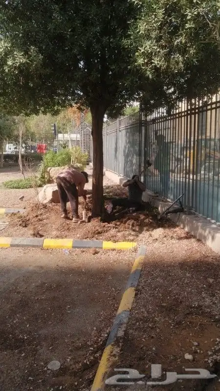تكريب النخيل وترتيب الاشجار 5