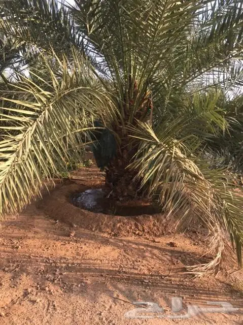 مقاول شبوك وزراعة النخيل 3