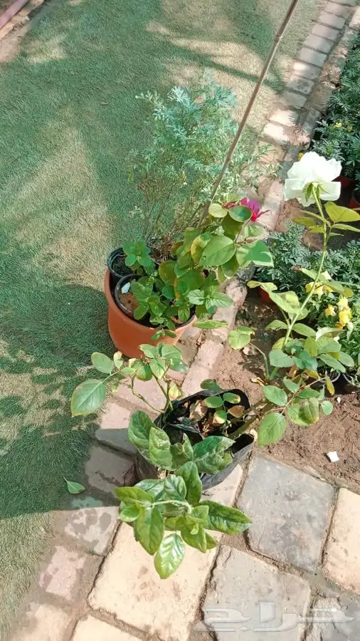 شتلات واشجار وورد باسعار طيبه 20