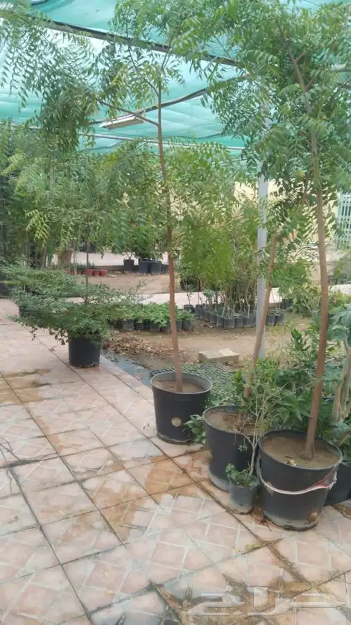زرع طبيعي واشجار طبيعيه وشبكات راي وثيل طبيعي 32