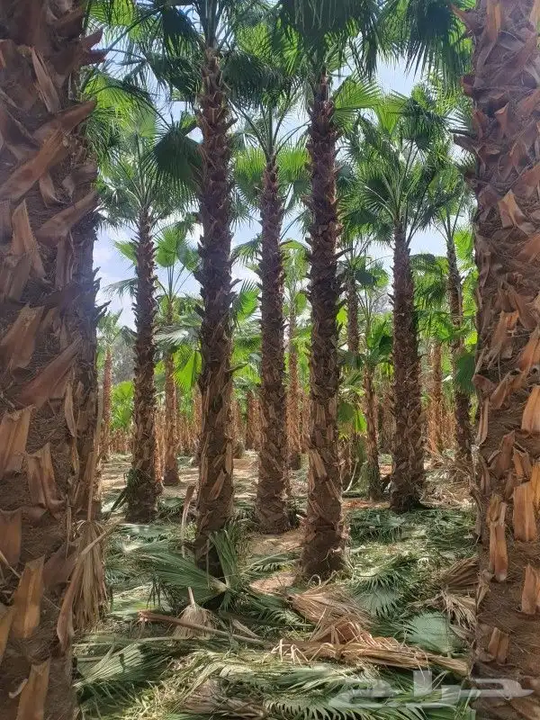 تكريب النخيل وترتيب الاشجار 4