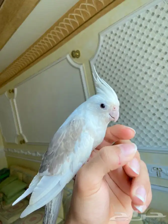 جوز كوكتيل هولنديات اليفات 1