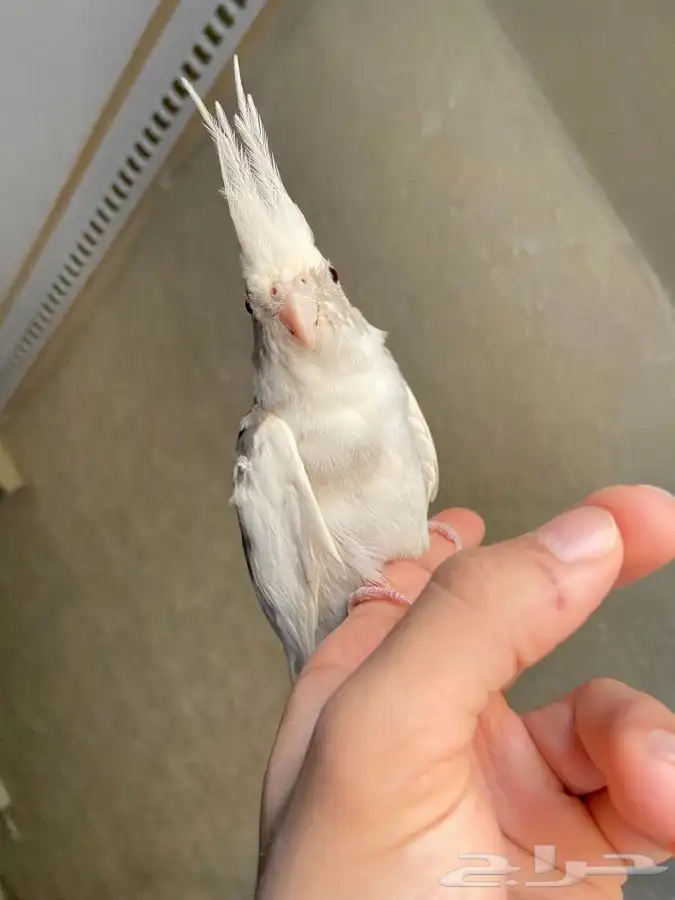 جوز كوكتيل هولنديات اليفات 5