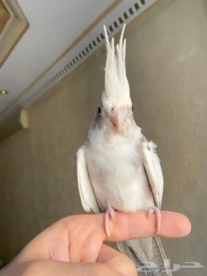 جوز كوكتيل هولنديات اليفات 4