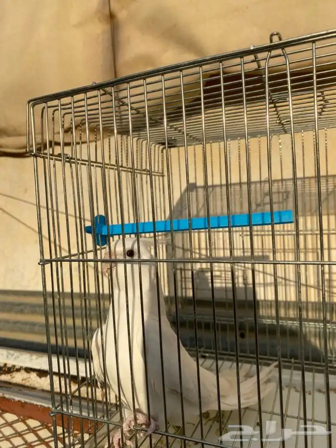 ذكر كروان البينو منتج ريش مرتب 2