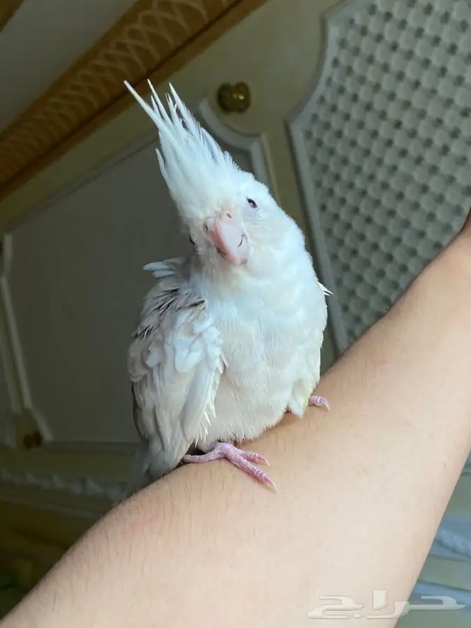 جوز كوكتيل هولنديات اليفات 0