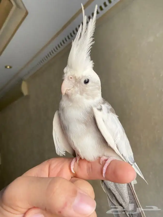 جوز كوكتيل هولنديات اليفات 3