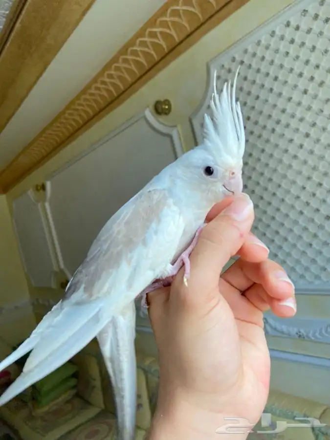 جوز كوكتيل هولنديات اليفات 2