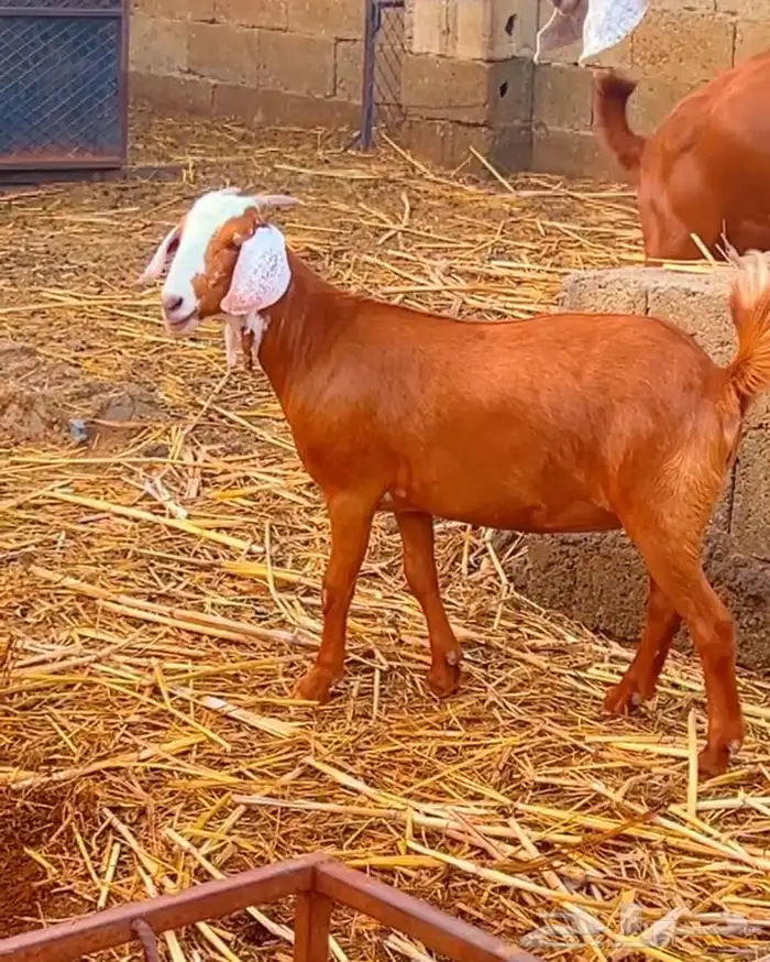 جفره هجين كلهاري تم البيع 0