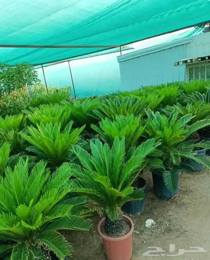زرع طبيعي واشجار طبيعيه وشبكات راي وثيل طبيعي 36