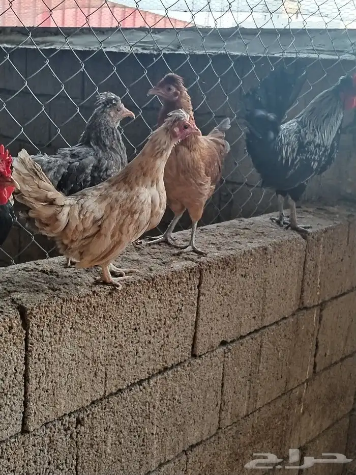 دجاج عربي ( قزم _ حباحب ) 7