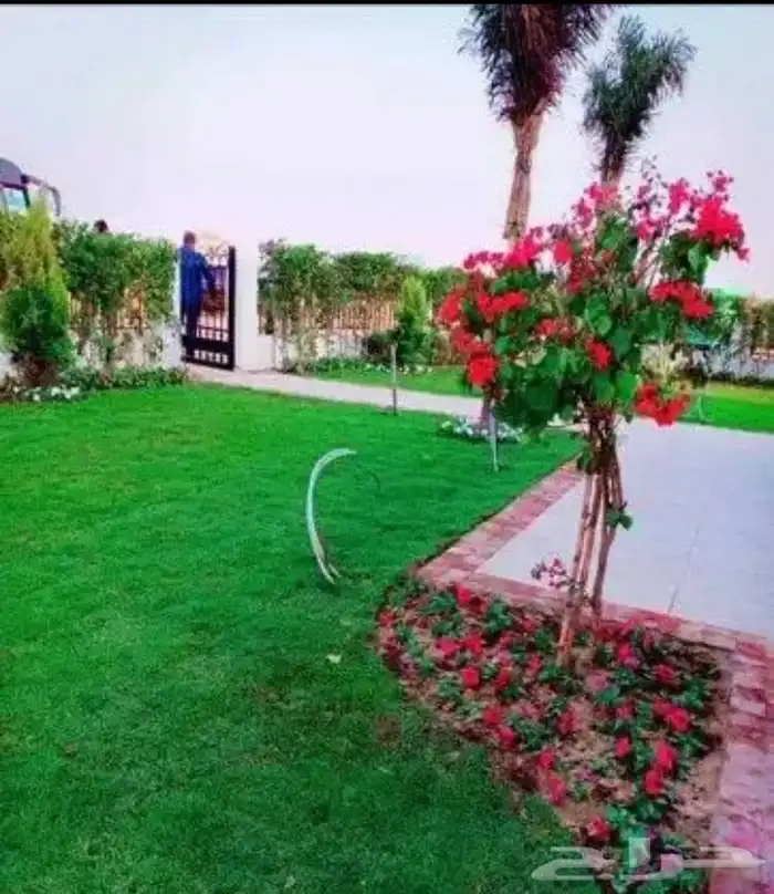 زرع طبيعي واشجار طبيعيه وشبكات راي وثيل طبيعي 33