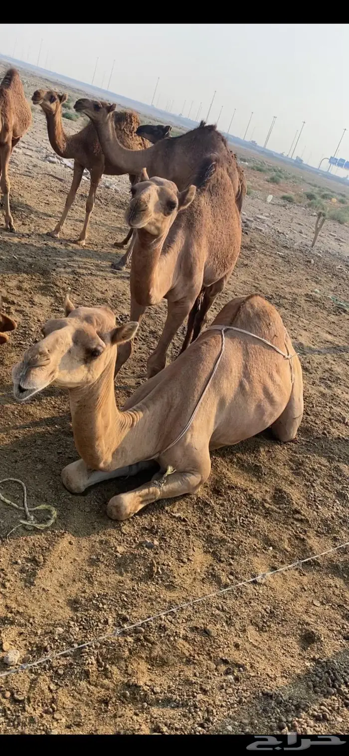 حليب ابل خلفات نياق طازج يوميا بجدة ويوجد خدمة توصيل 8