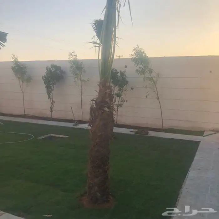 زرع طبيعي واشجار طبيعيه وشبكات راي وثيل طبيعي 23