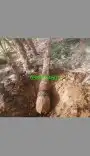 تكريب النخيل وترتيب الاشجار 8