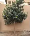 تنسيق حدائق تصميم احدث الشلالات والنوافير والعشب الجدارى مع 22