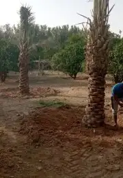 نخيل خلاص وسكري وصقعي 0