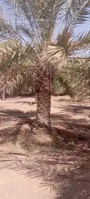 نخيل خلاص وسكري وصقعي 1