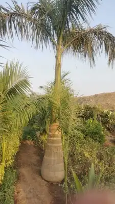 نخيل ملوكي 3