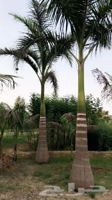 نخيل ملوكي 4