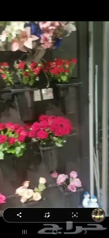 محل ابو ريان للورد وتغليف الهدايا لجميع المناسبات 1