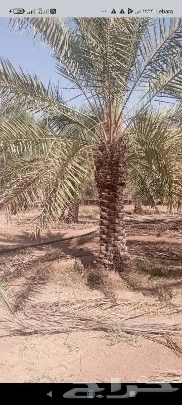 نخيل خلاص وسكري وصقعي 5