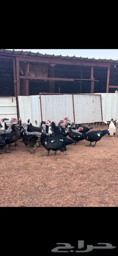 دجاج لاحم فروج بط ديك بلدي 2