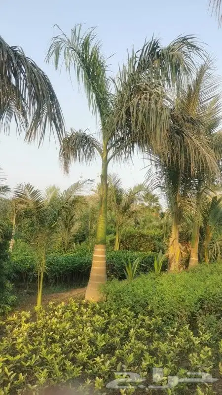 نخيل ملوكي 2