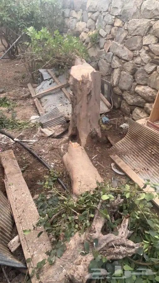 منشار حطب للإيجار 1