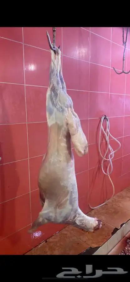 ذبايح حري طليان حري رخال حري جدة طريق بريمان بجوار المخيمات 16