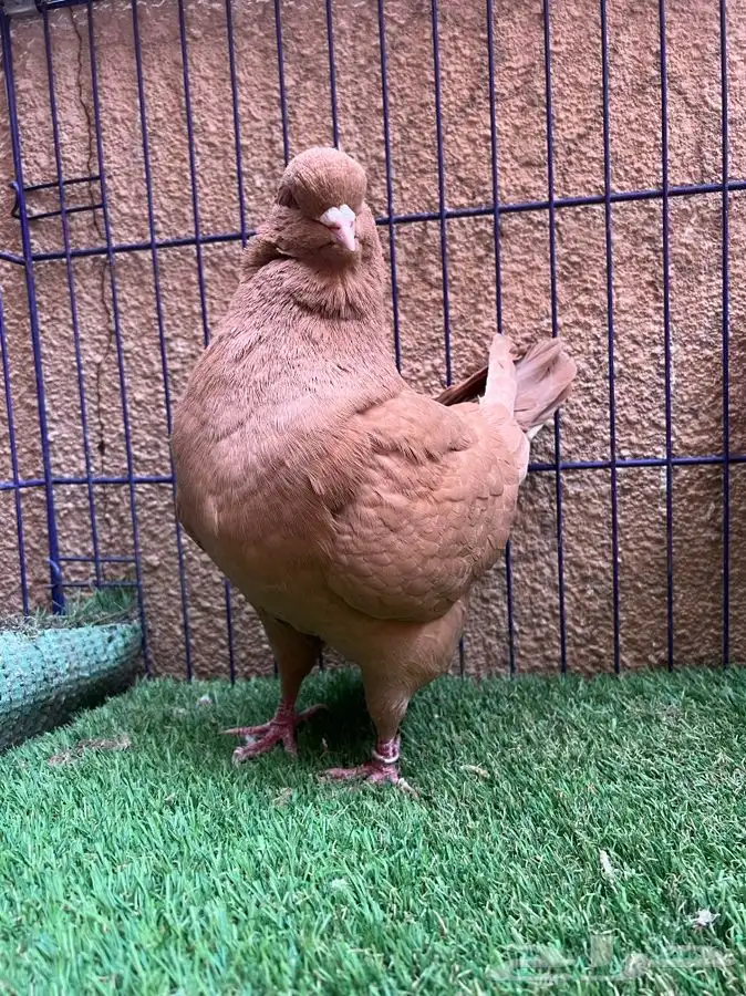 (تم البيع ) جوز كنق اصفر ضخم 150 ريال تحطيم الاسعار 0