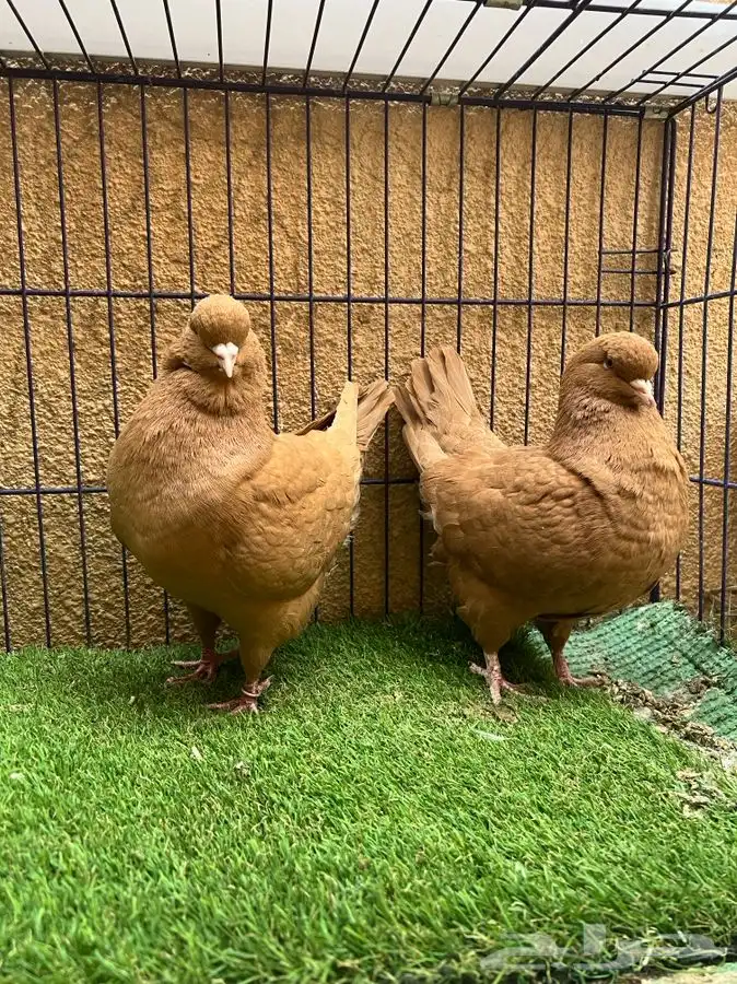 (تم البيع ) جوز كنق اصفر ضخم 150 ريال تحطيم الاسعار 1