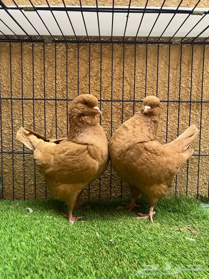 (تم البيع ) جوز كنق اصفر ضخم 150 ريال تحطيم الاسعار 3