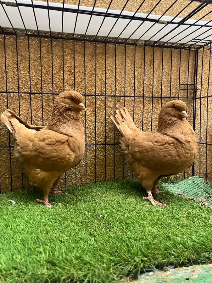 (تم البيع ) جوز كنق اصفر ضخم 150 ريال تحطيم الاسعار 2