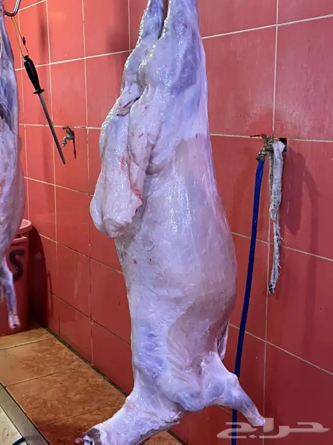 ذبايح حري طليان حري رخال حري جدة طريق بريمان بجوار المخيمات 15