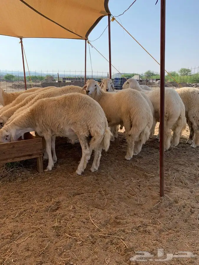 ذبايح حري طليان حري رخال حري جدة طريق بريمان بجوار المخيمات 2