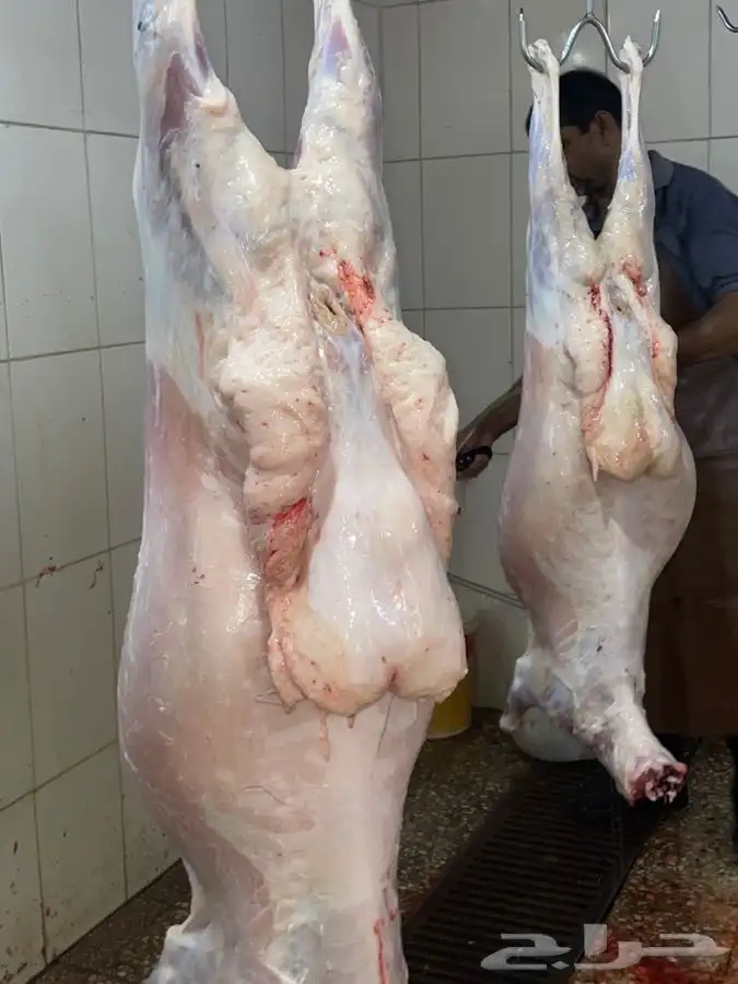 ذبايح حري طليان حري رخال حري جدة طريق بريمان بجوار المخيمات 14