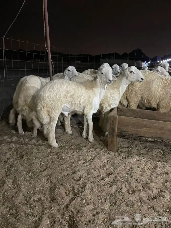 ذبايح حري طليان حري رخال حري جدة طريق بريمان بجوار المخيمات 5