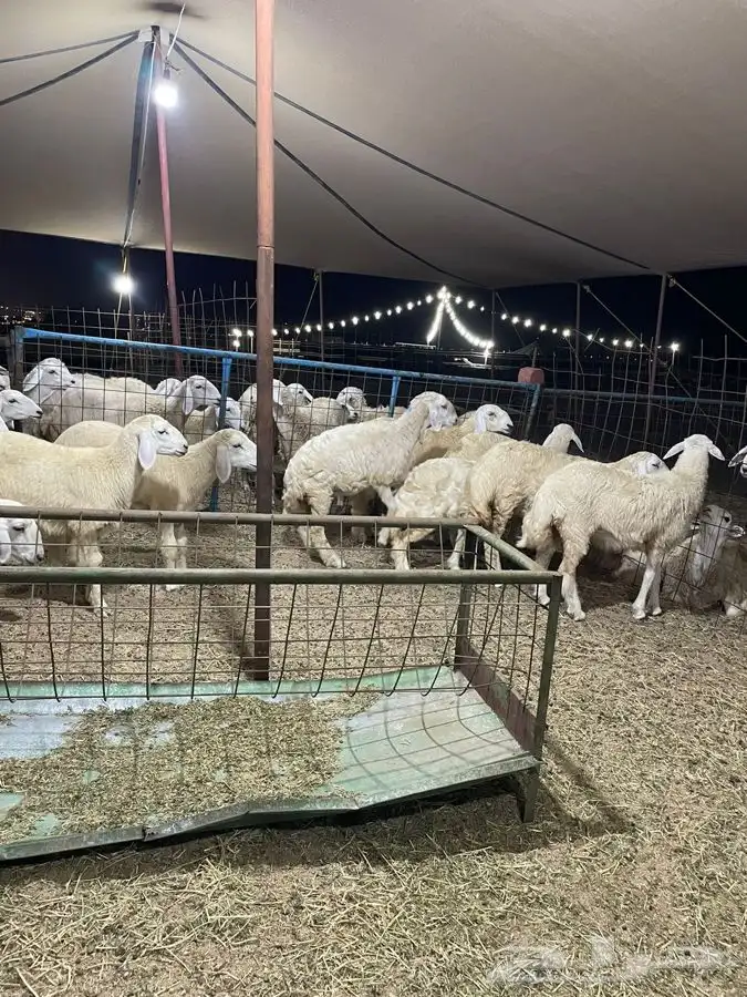 ذبايح حري طليان حري رخال حري جدة طريق بريمان بجوار المخيمات 10