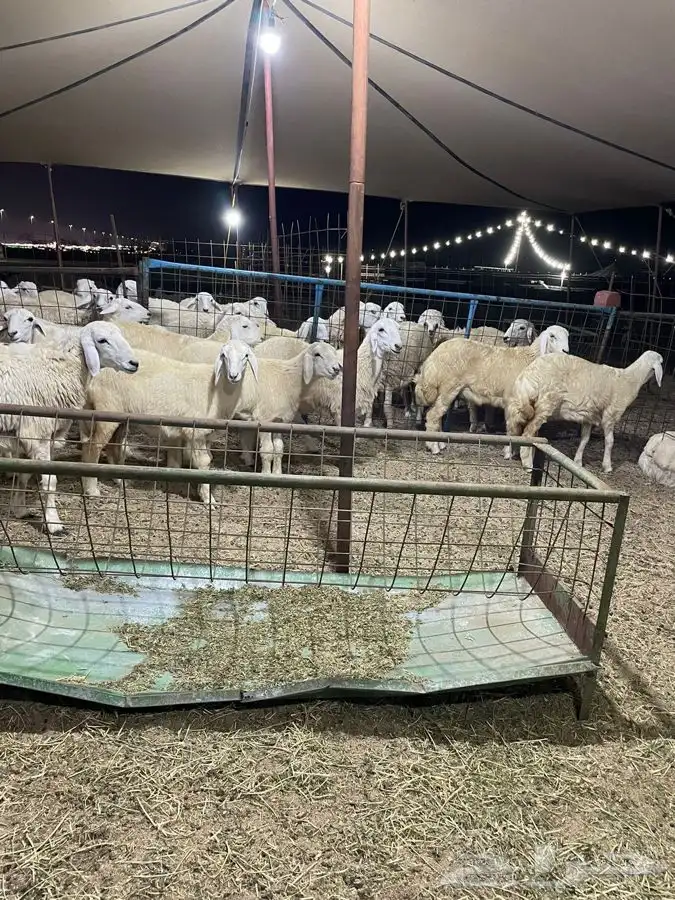 ذبايح حري طليان حري رخال حري جدة طريق بريمان بجوار المخيمات 11