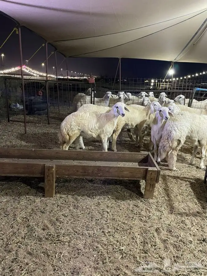 ذبايح حري طليان حري رخال حري جدة طريق بريمان بجوار المخيمات 9