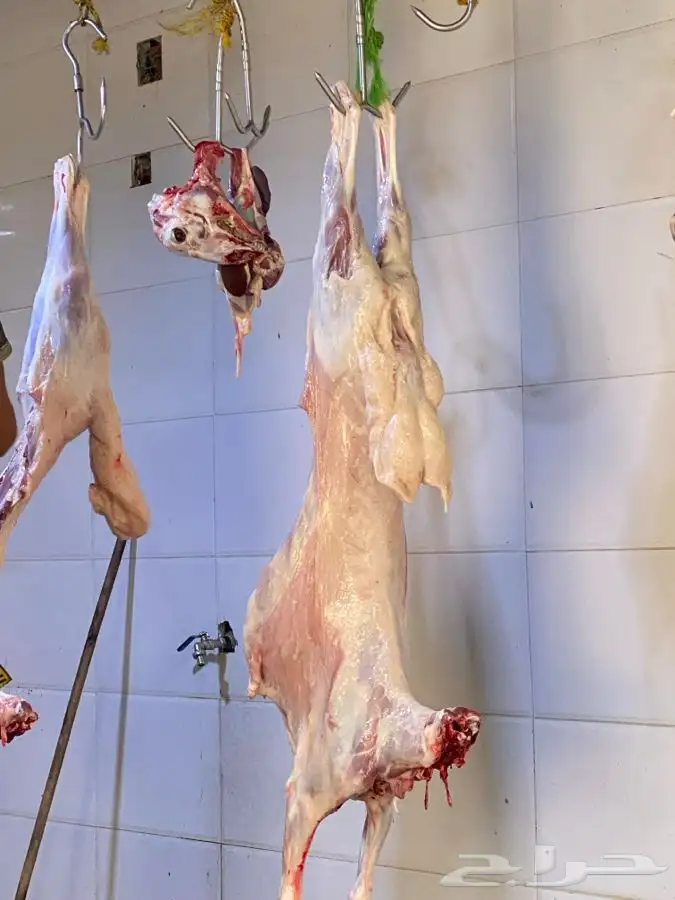 ذبايح حري ذبح توصيل لباب البيت 2