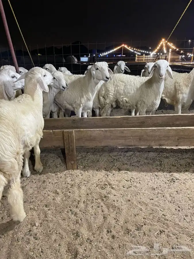 ذبايح حري طليان حري رخال حري جدة طريق بريمان بجوار المخيمات 7