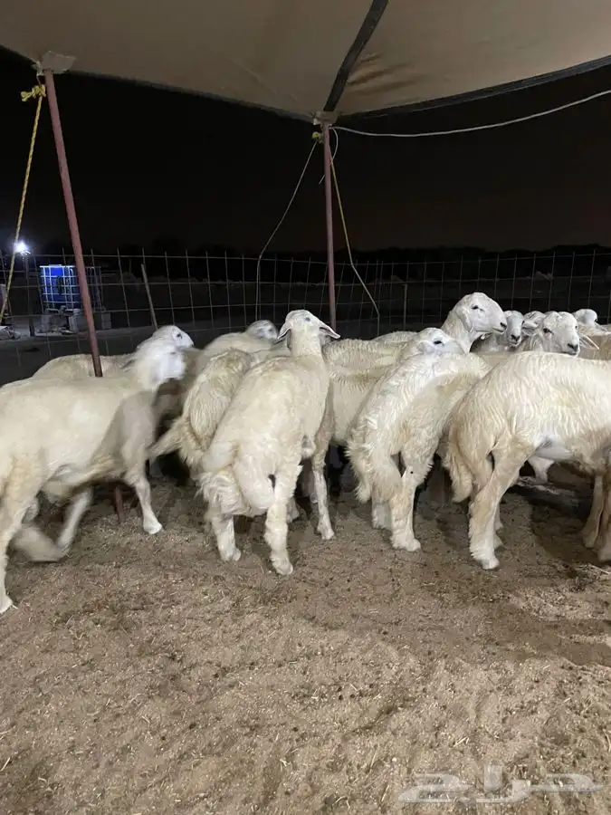 ذبايح حري طليان حري رخال حري جدة طريق بريمان بجوار المخيمات 4