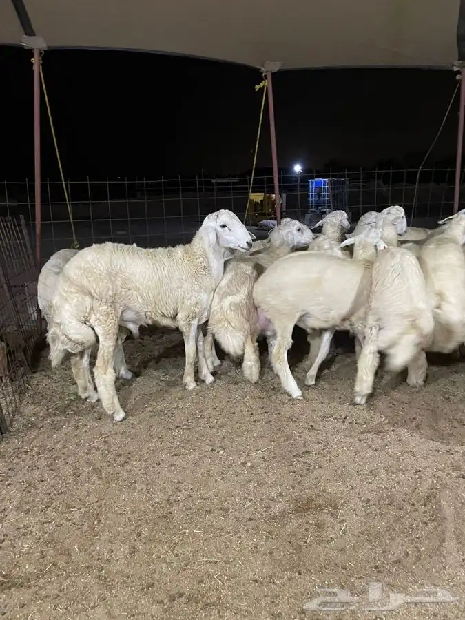 ذبايح حري طليان حري رخال حري جدة طريق بريمان بجوار المخيمات 3